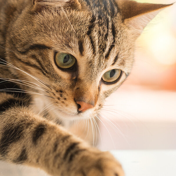 Frau kuschelt mit Katze – Tierversicherung für Katzen schützt vor hohen Tierarztkosten