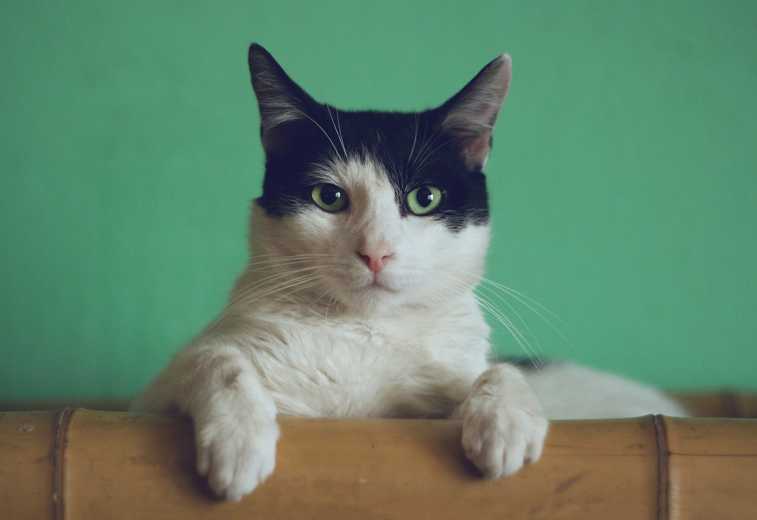 Tierärztin mit Katze