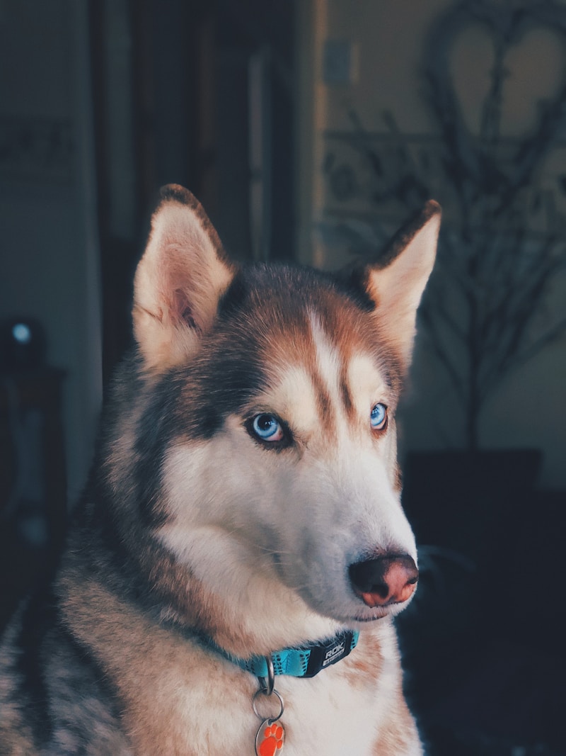 Bruno