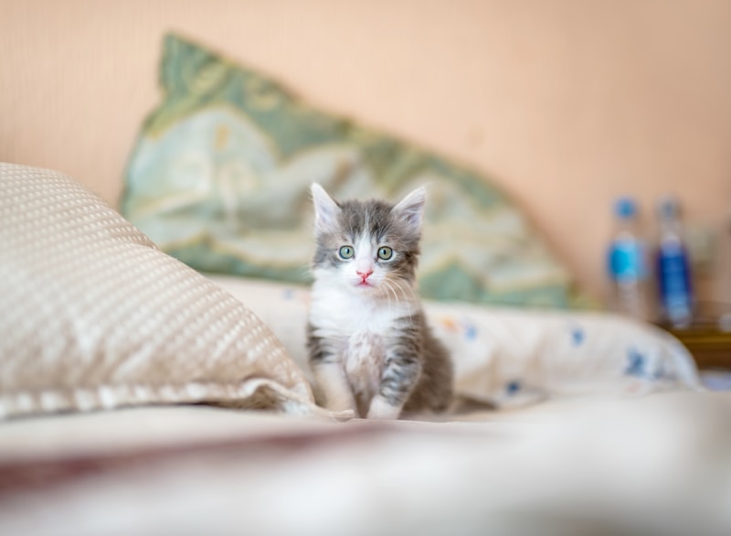 Felix
