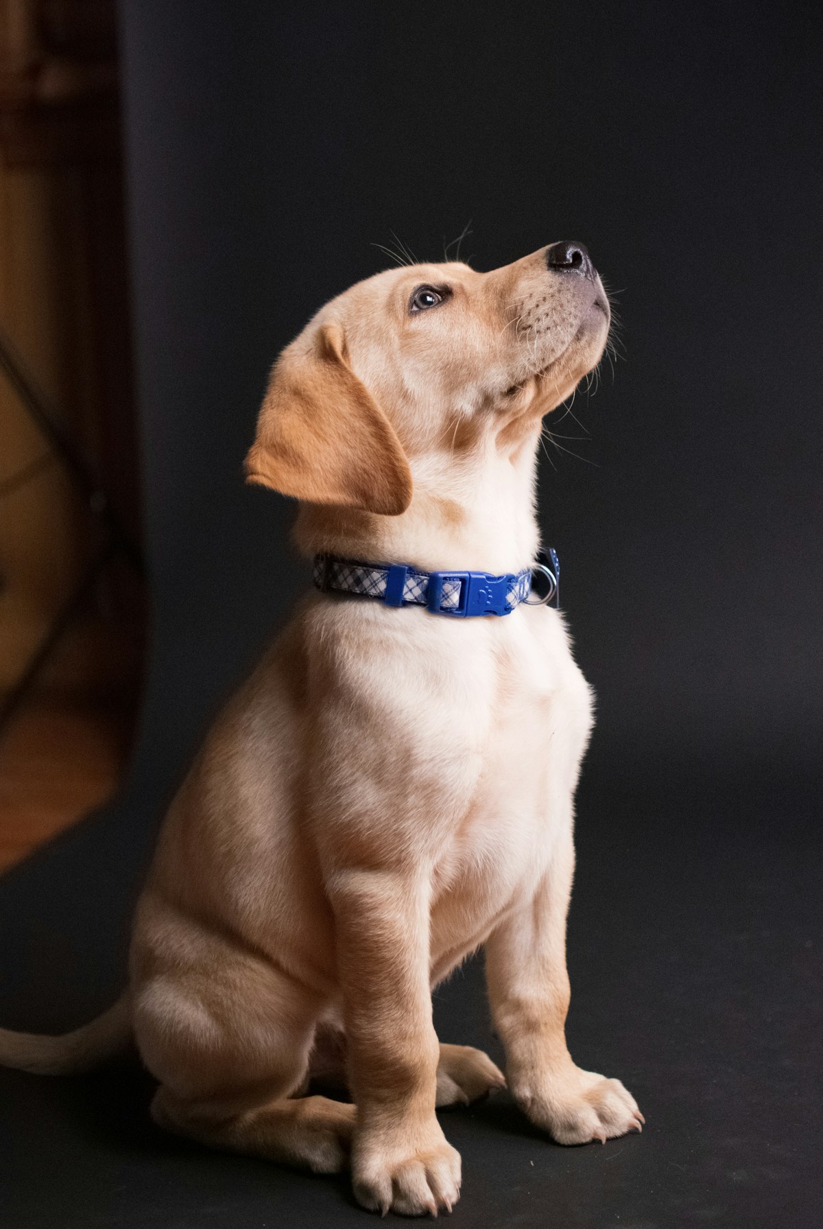 Glücklicher Hund mit Zunge raus