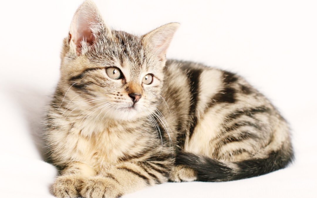 Zahnpflege bei Katzen