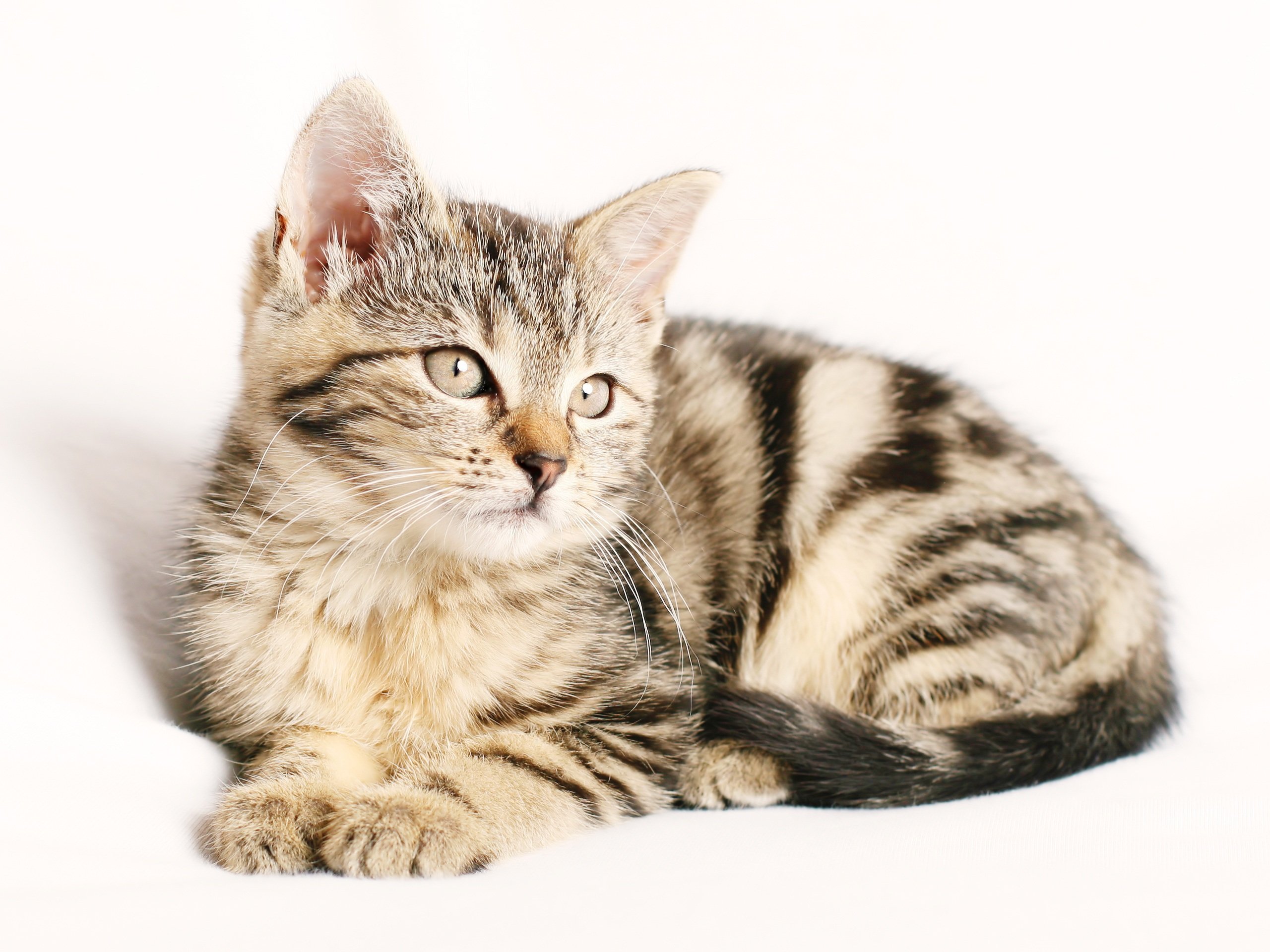 chiemsee2024-cat-1192026