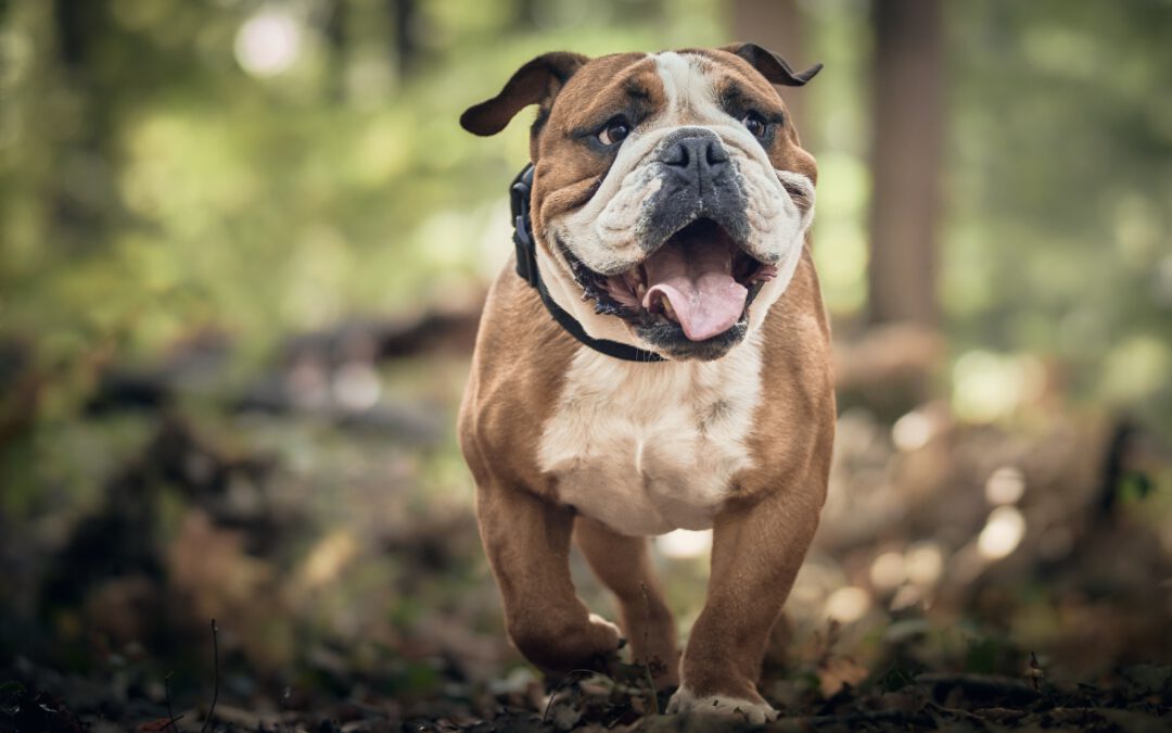 Wie oft sollte dein Hund zum Tierarzt?