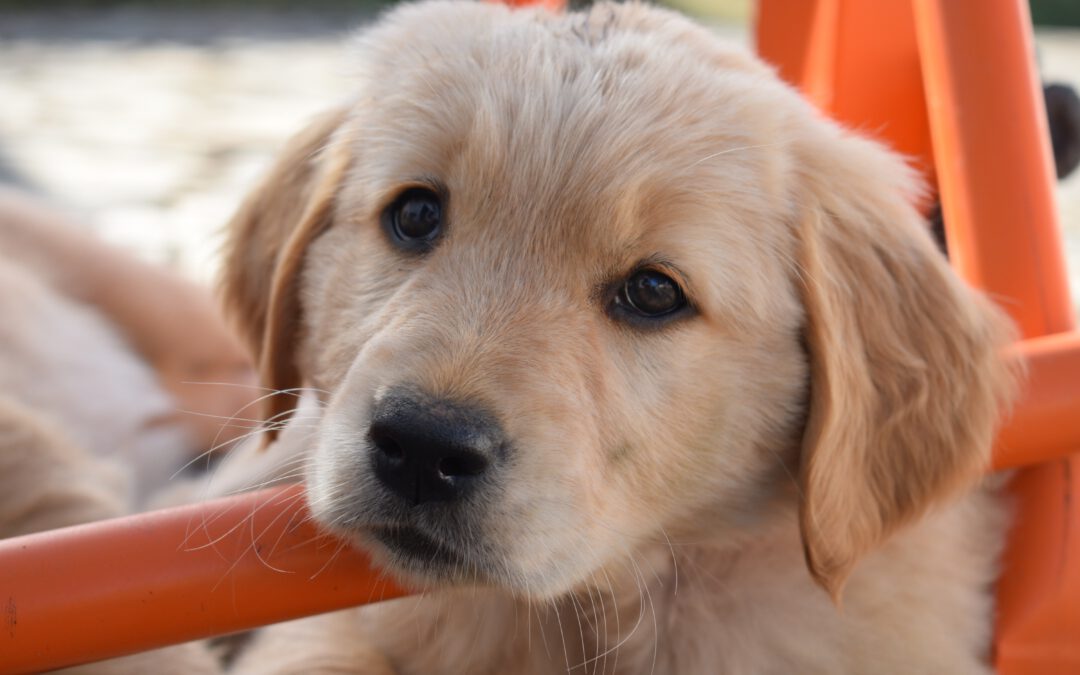 Die häufigsten Hundekrankheiten im Überblick