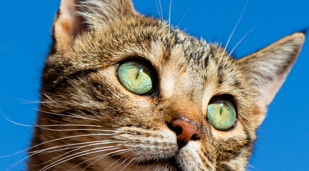 Katzen impfen: Was du wissen musst