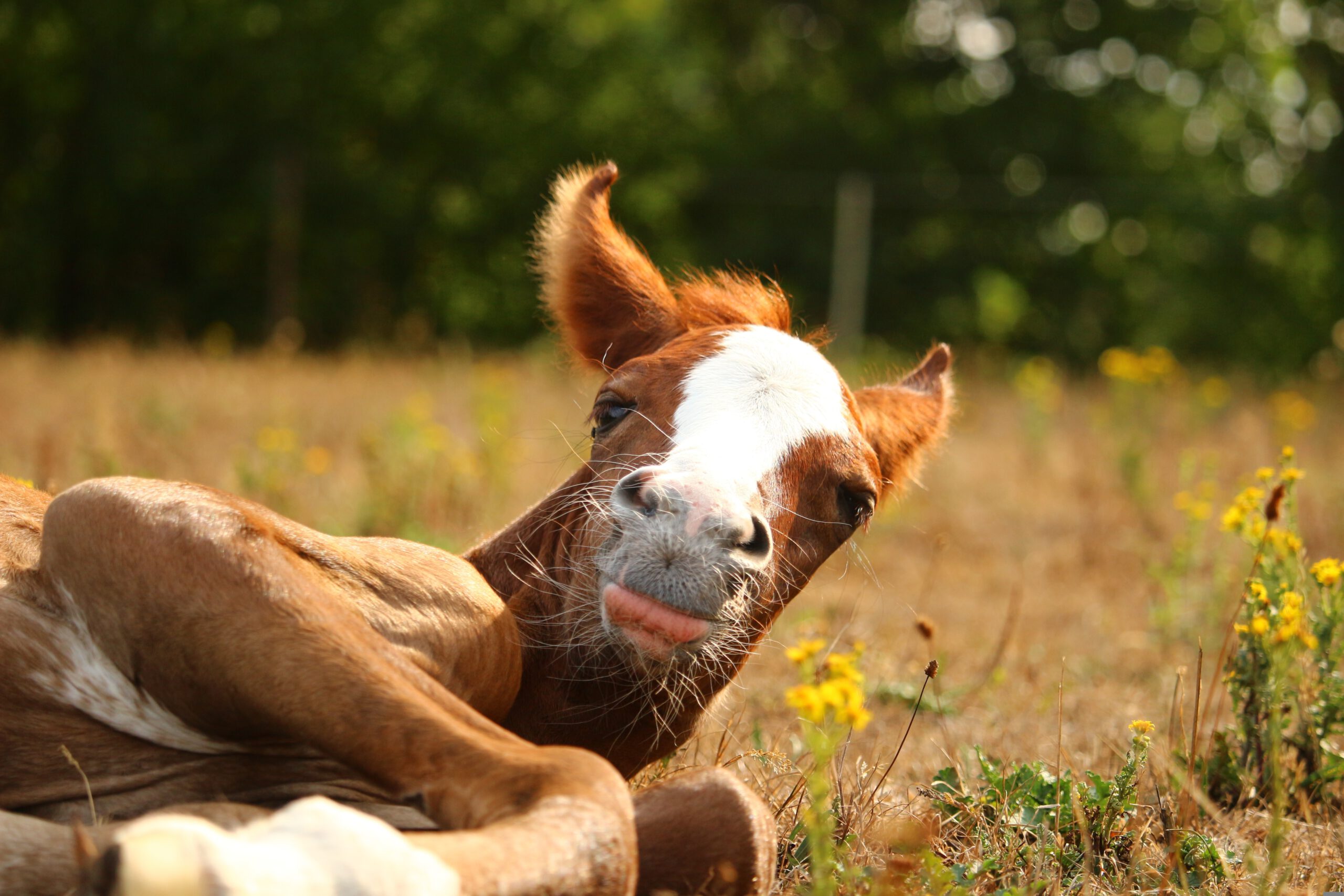 rihaij-horse-3628973