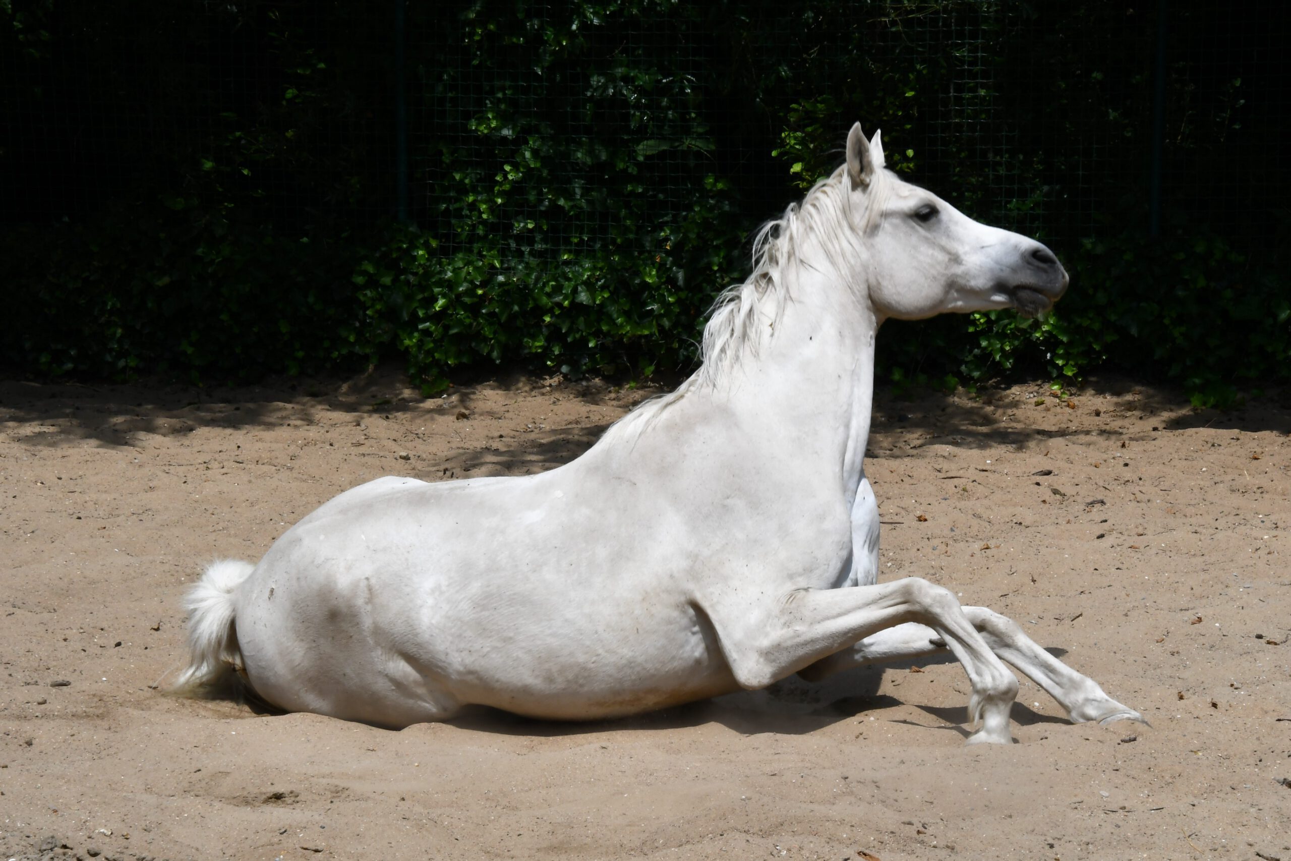sebasrys-horse-4493276