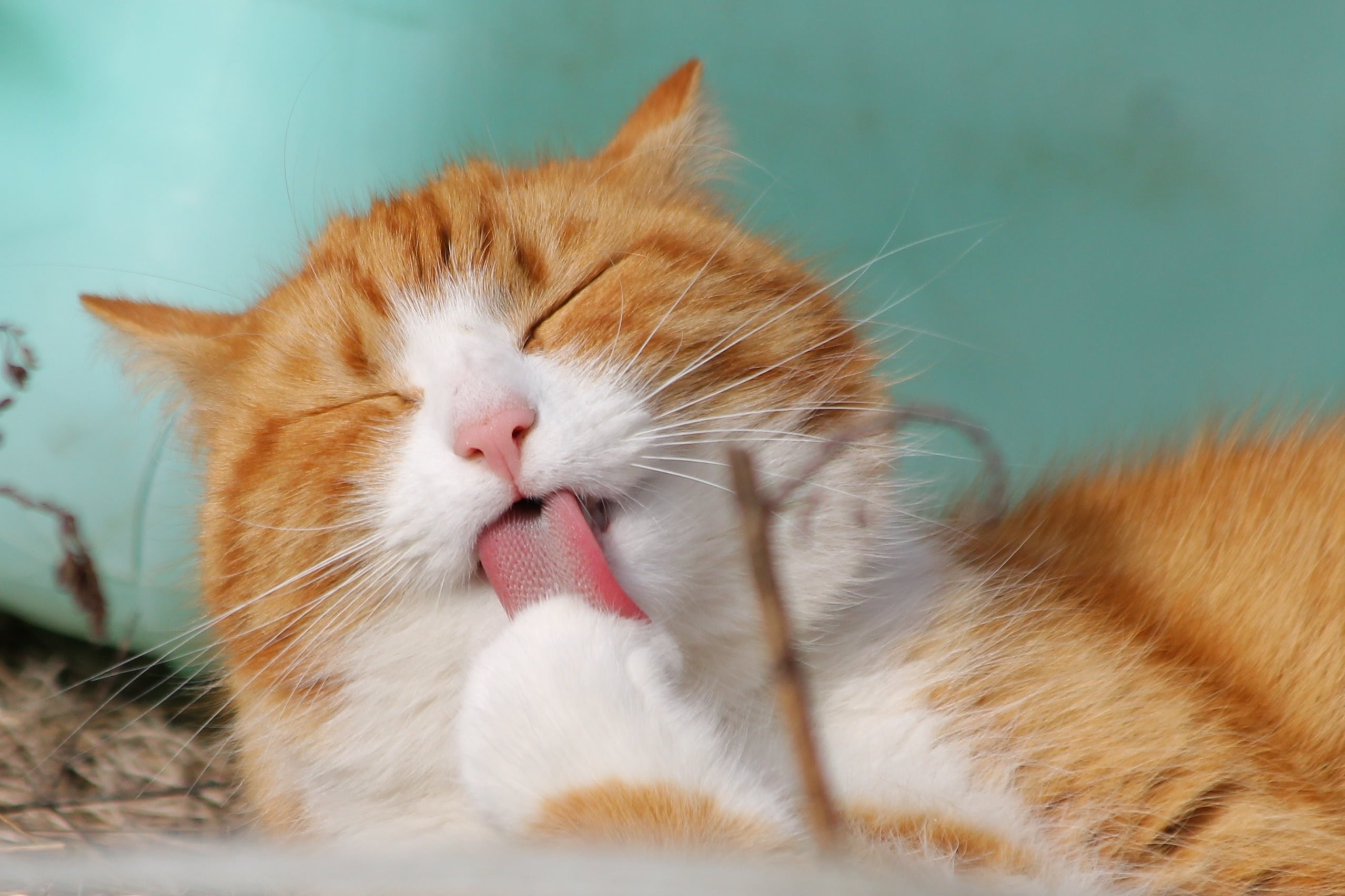 teamk-cat-323262